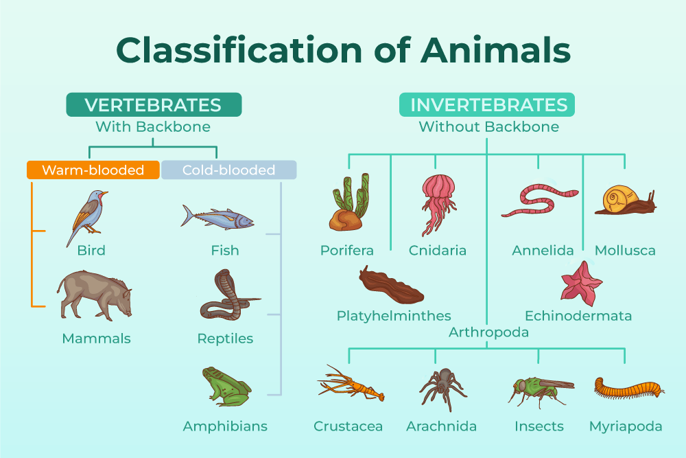 Animals